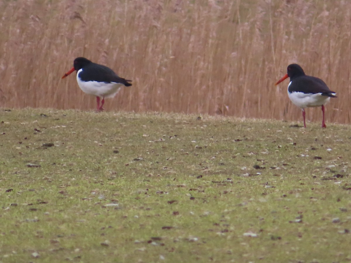 Eurasian Oystercatcher - ML541517631