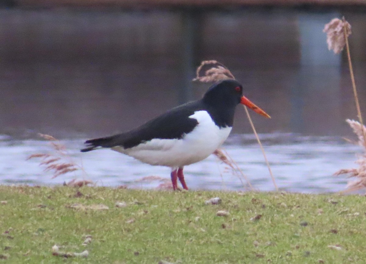 Eurasian Oystercatcher - ML541517991