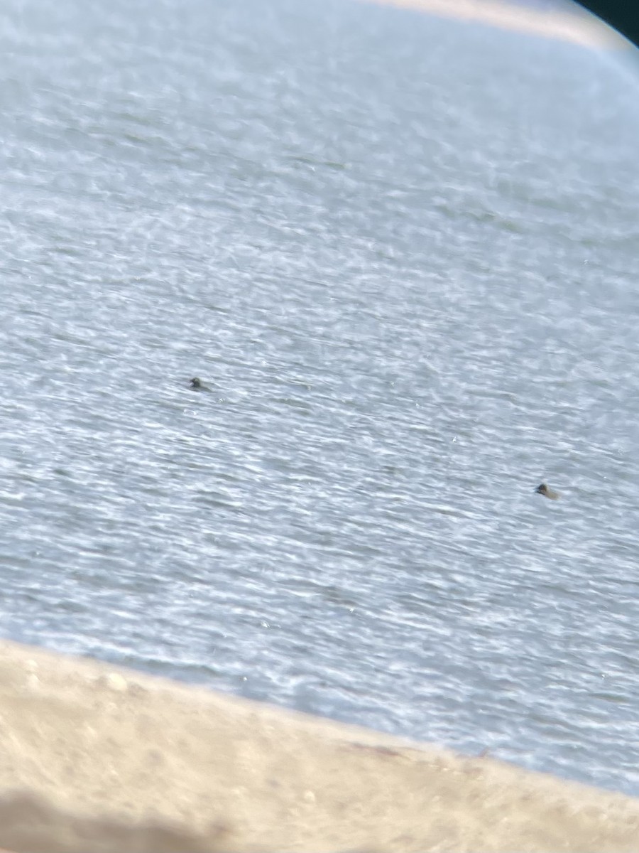 White-winged Scoter - ML541518351