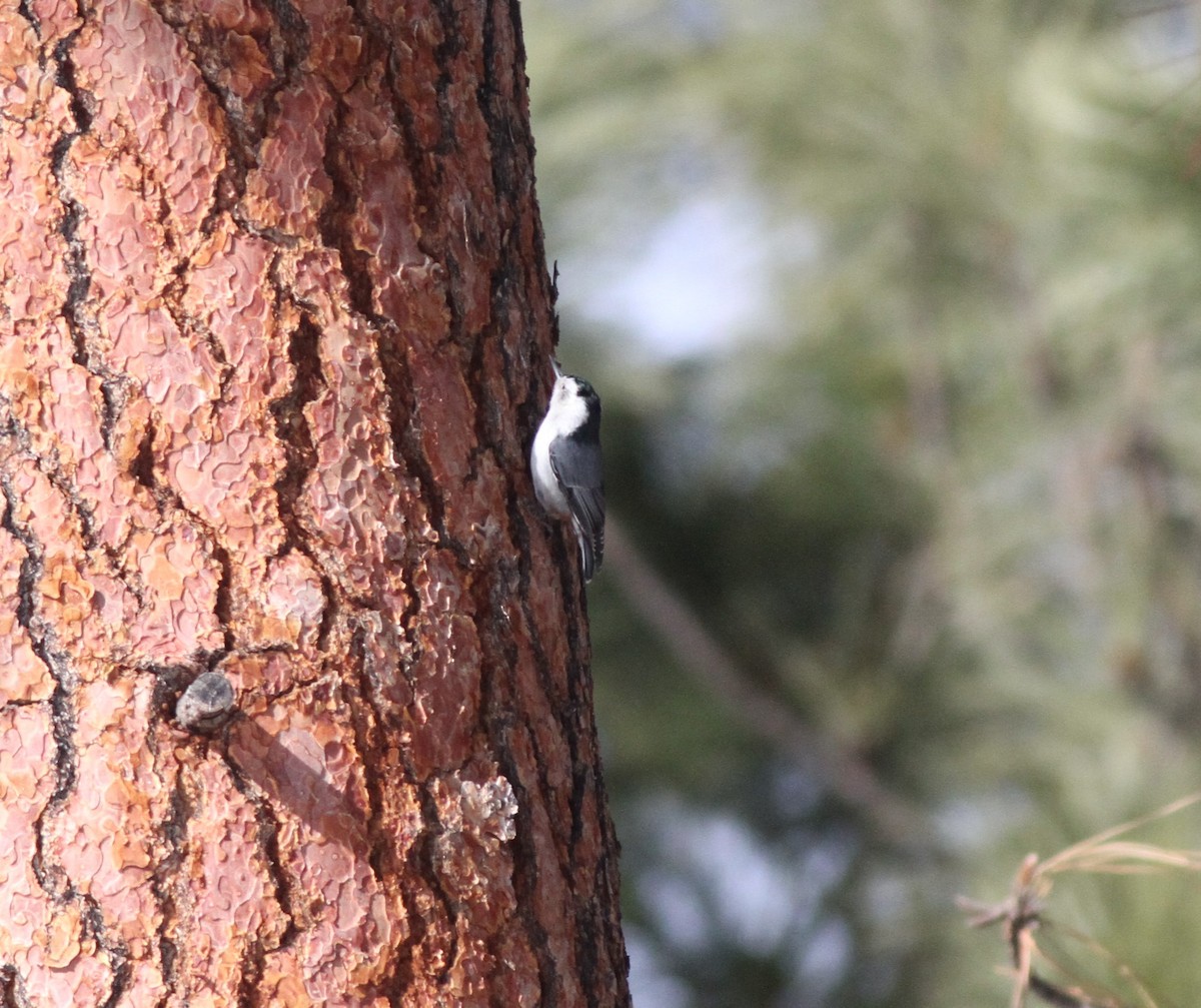 White-breasted Nuthatch - ML541519111