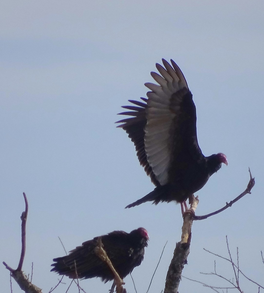 Turkey Vulture - ML541519171