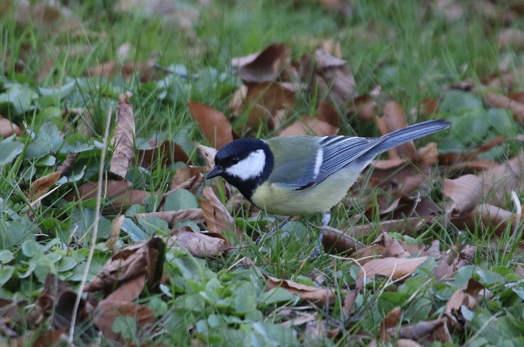 Great Tit - ML54151931