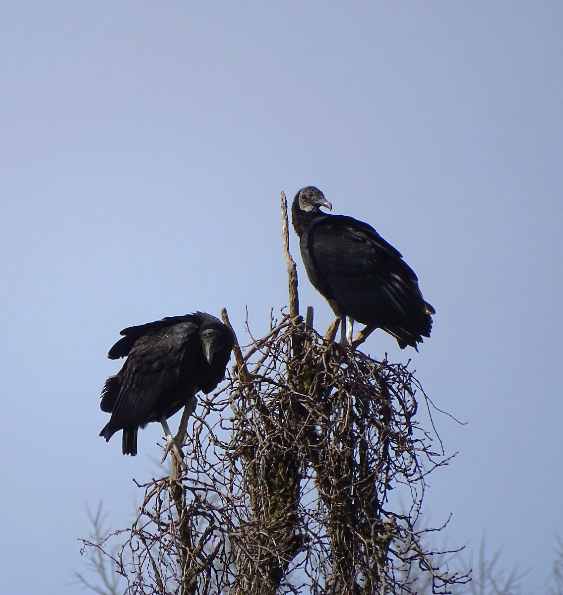 Black Vulture - ML541519401