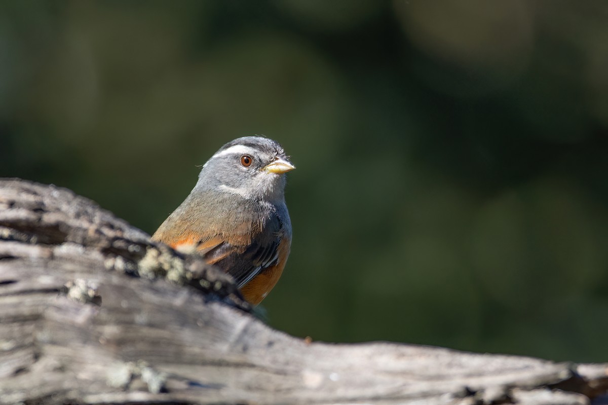 Gray-throated Warbling Finch - ML541520221