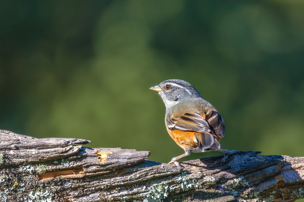 Gray-throated Warbling Finch - Marcos Eugênio Birding Guide