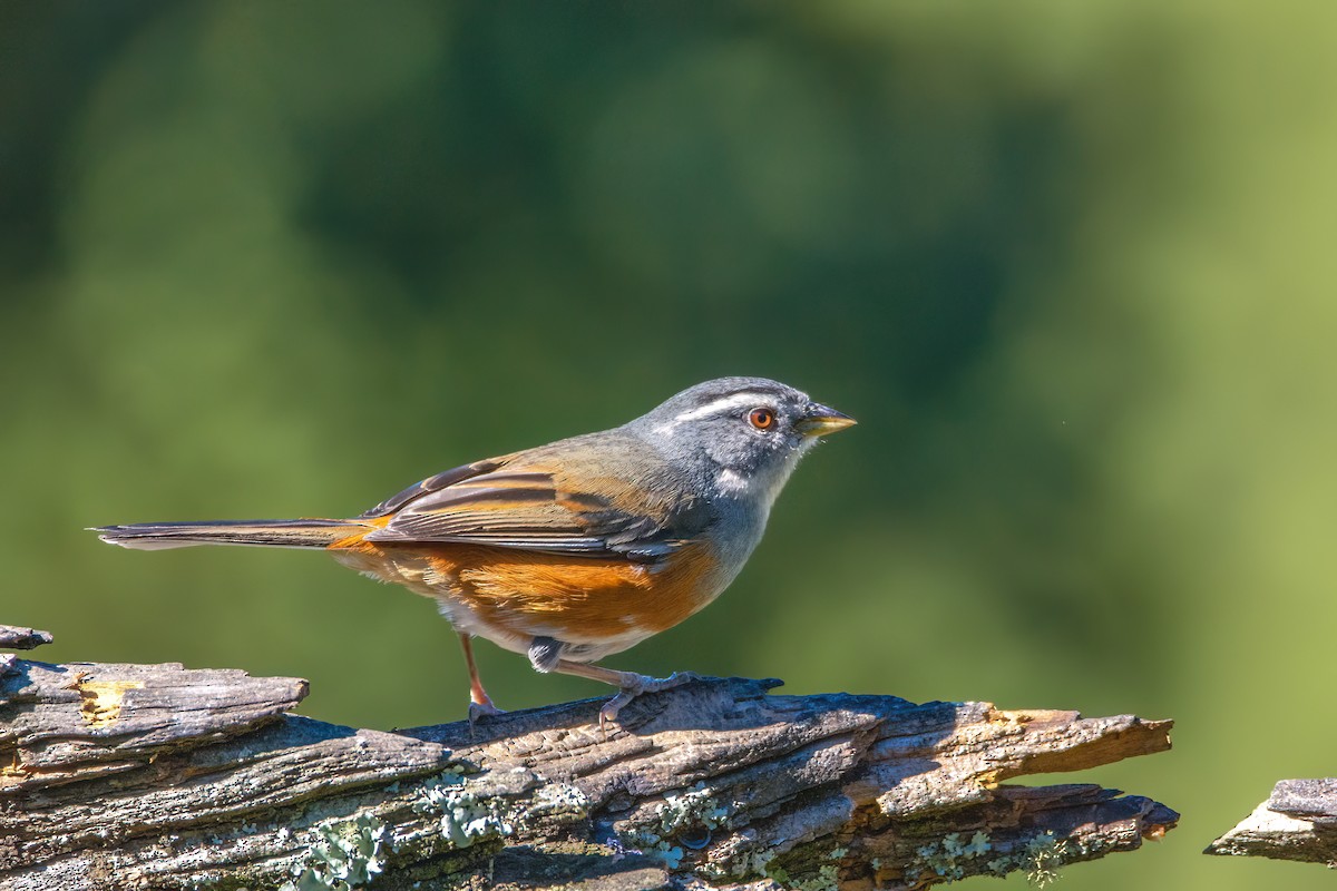 Gray-throated Warbling Finch - Marcos Eugênio Birding Guide