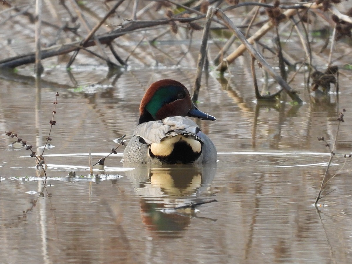 Green-winged Teal - ML541521521