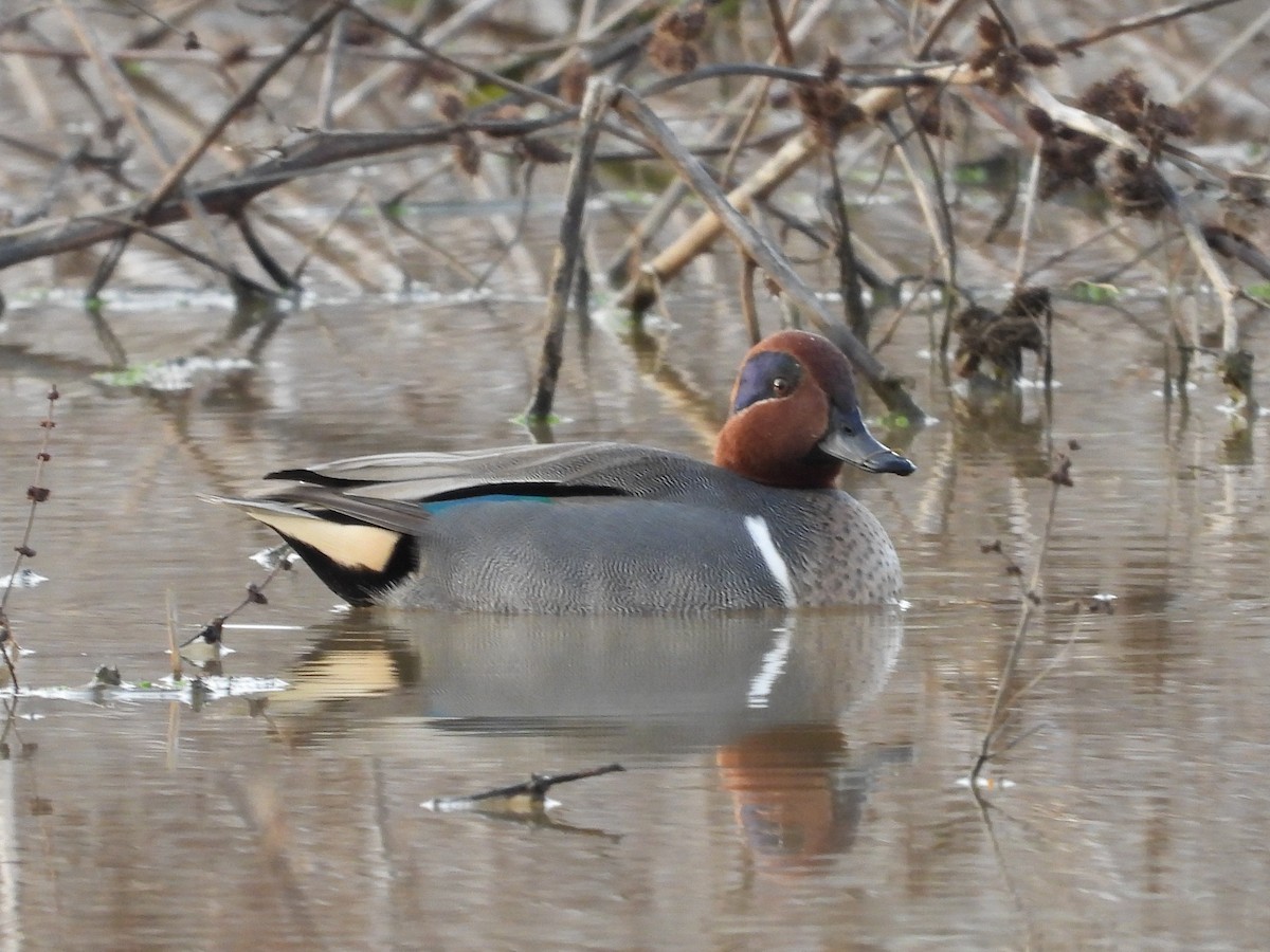 Green-winged Teal - ML541521531