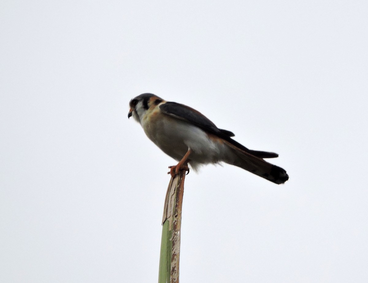 American Kestrel - ML541521661