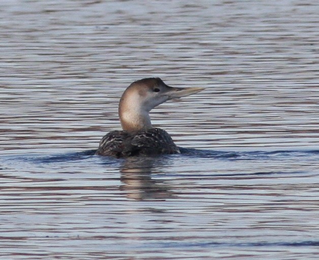 Yellow-billed Loon - David Vander Pluym