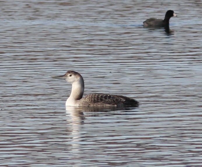 Plongeon à bec blanc - ML541522121