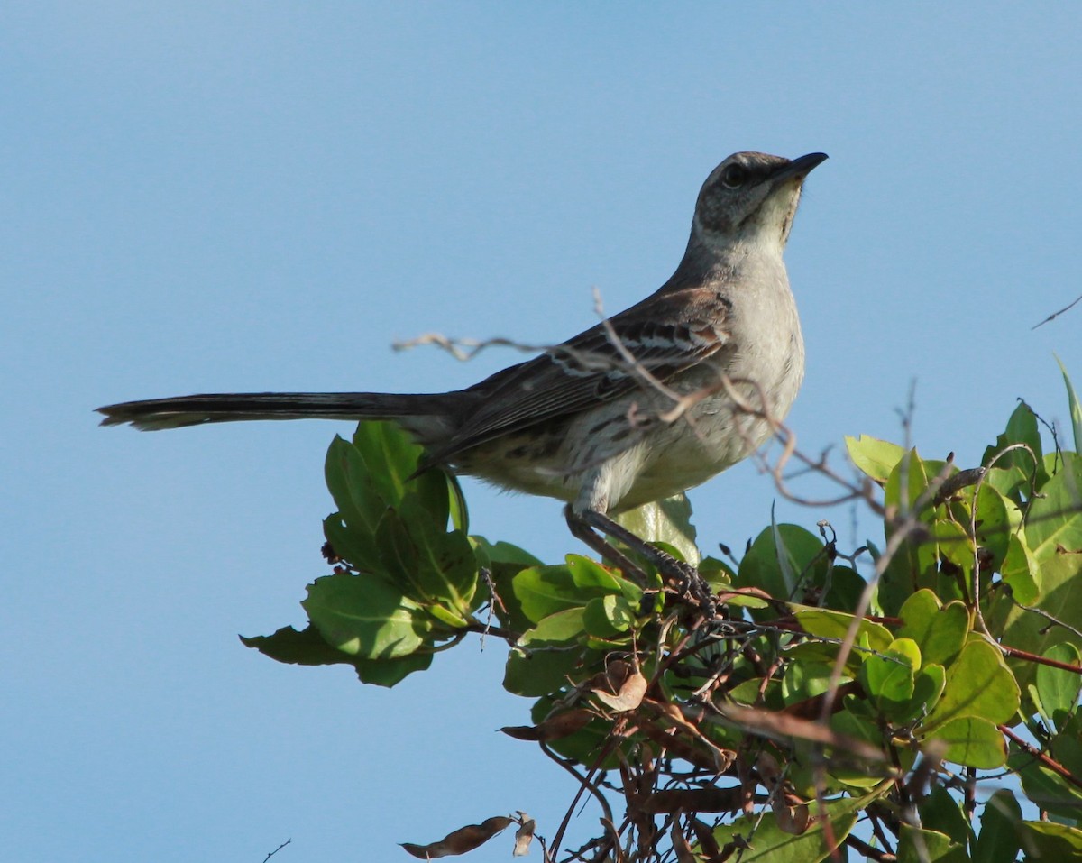 Bahama Mockingbird - ML541522361