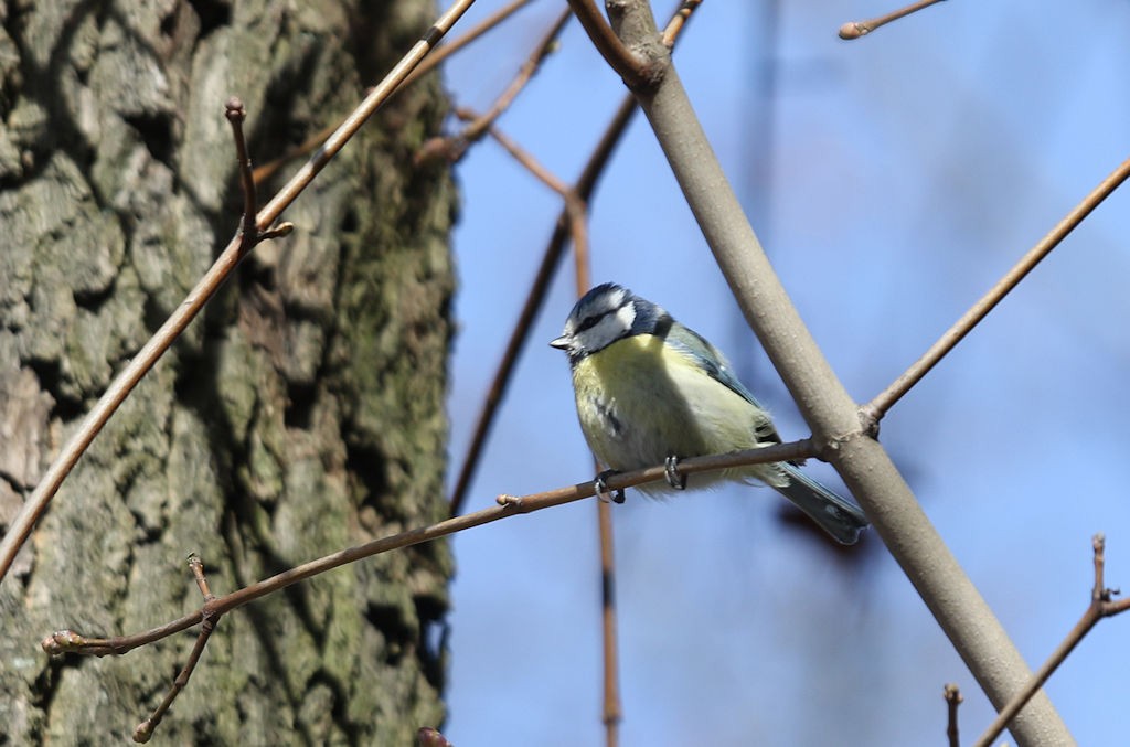 Eurasian Blue Tit - ML54152621