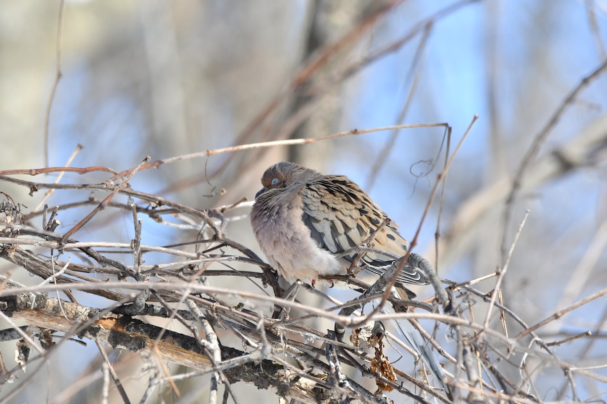 Mourning Dove - ML541526231