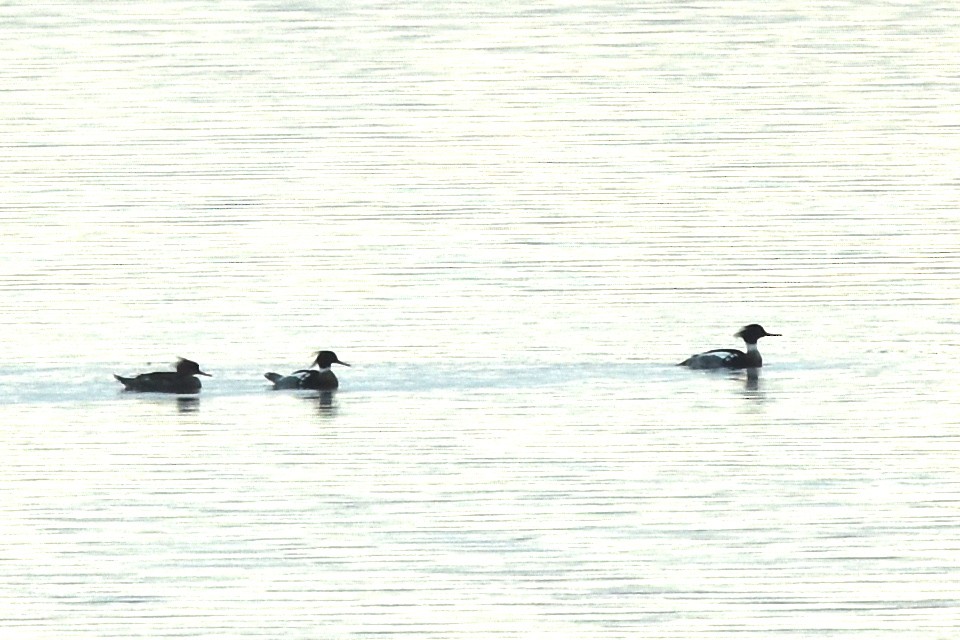 Red-breasted Merganser - Blair Whyte