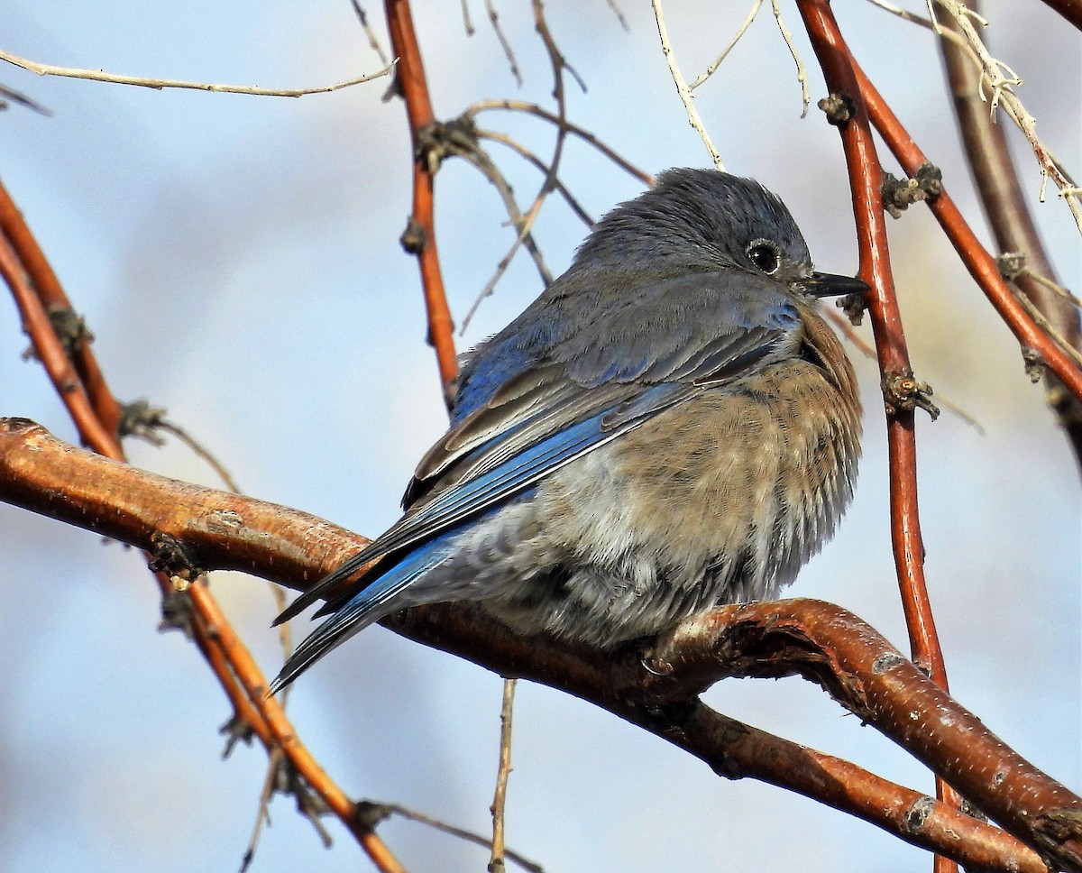 Western Bluebird - ML541527831