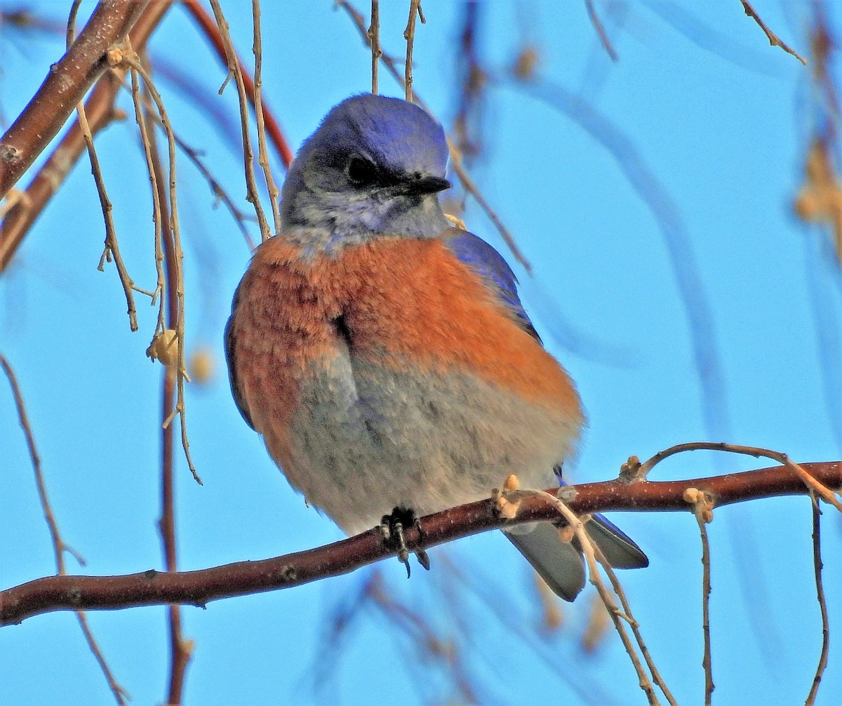 Western Bluebird - ML541528051