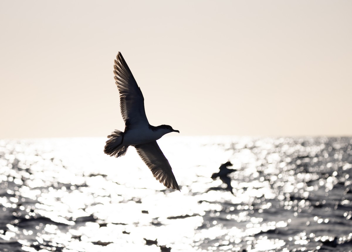 Buller's Shearwater - Simon Binzegger