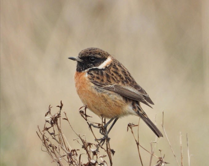 European Stonechat - ML541529981