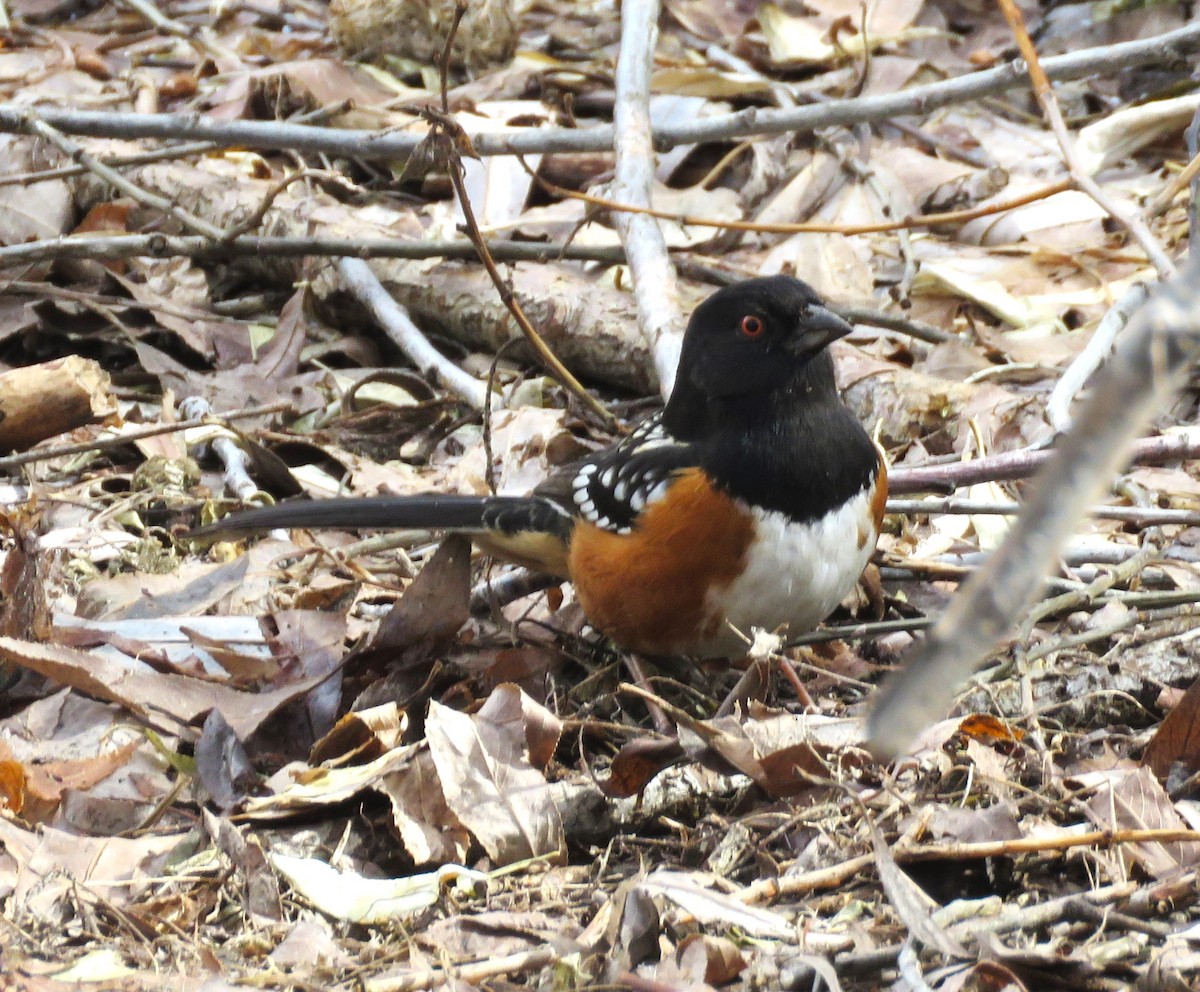 Spotted Towhee - ML541531041