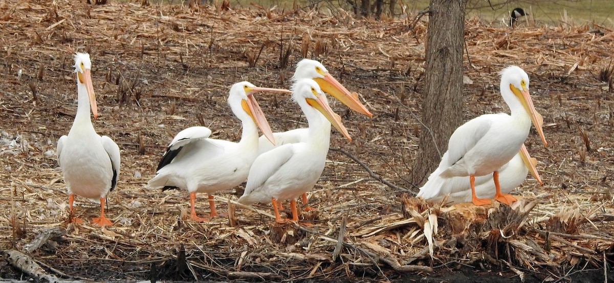 American White Pelican - Linda Padera