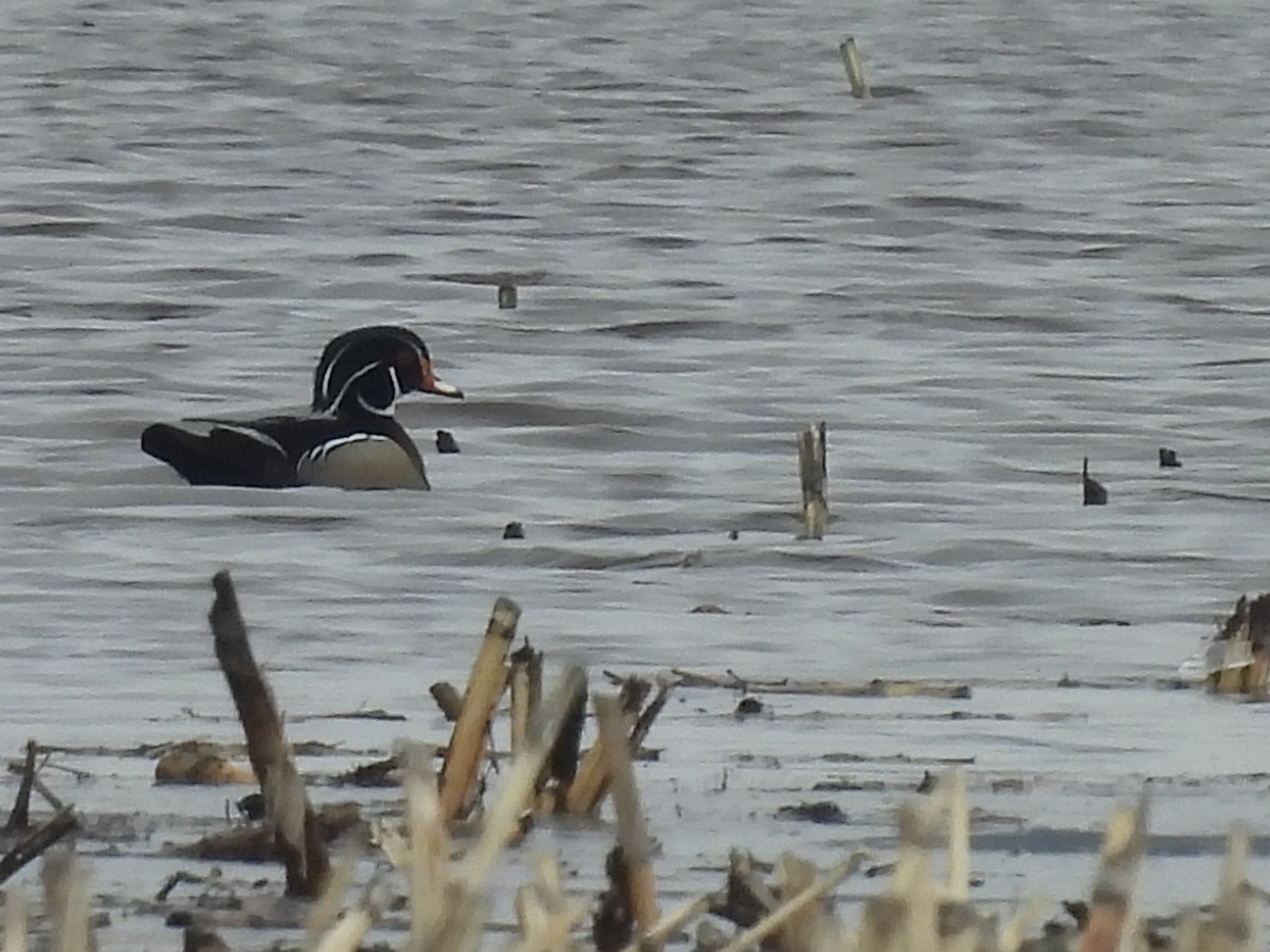 Canard branchu - ML541534261