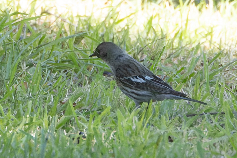 Yellow-rumped Warbler - ML541535921