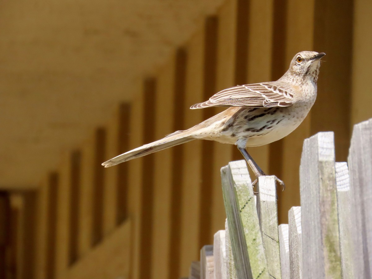 Bahama Mockingbird - ML541537081