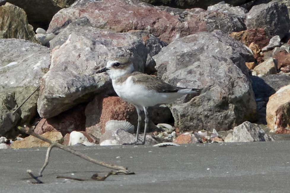 Kentish Plover - ML541537411