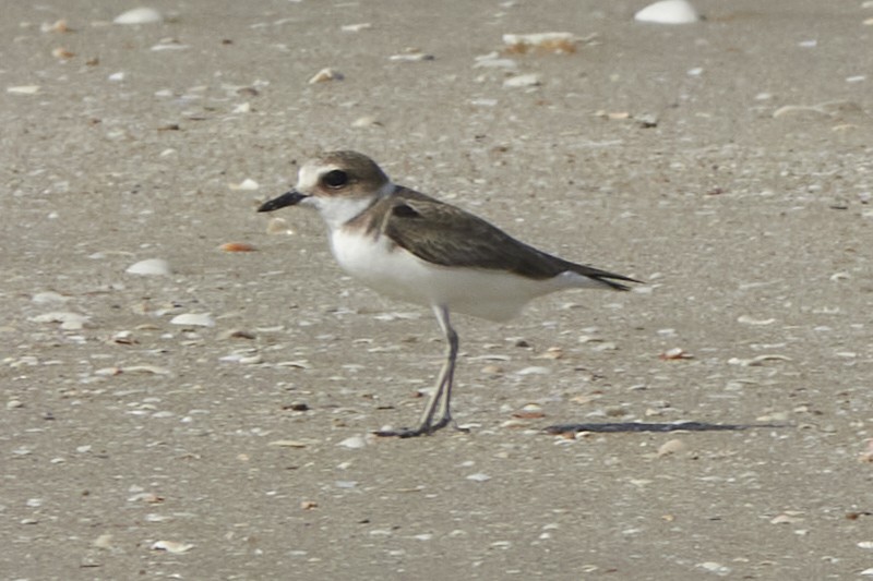 Kentish Plover - ML541537521