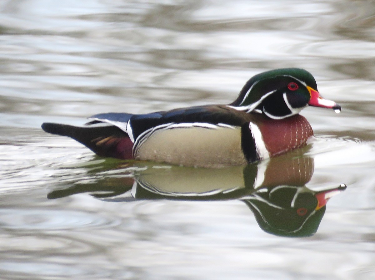 Wood Duck - Edward Huestis