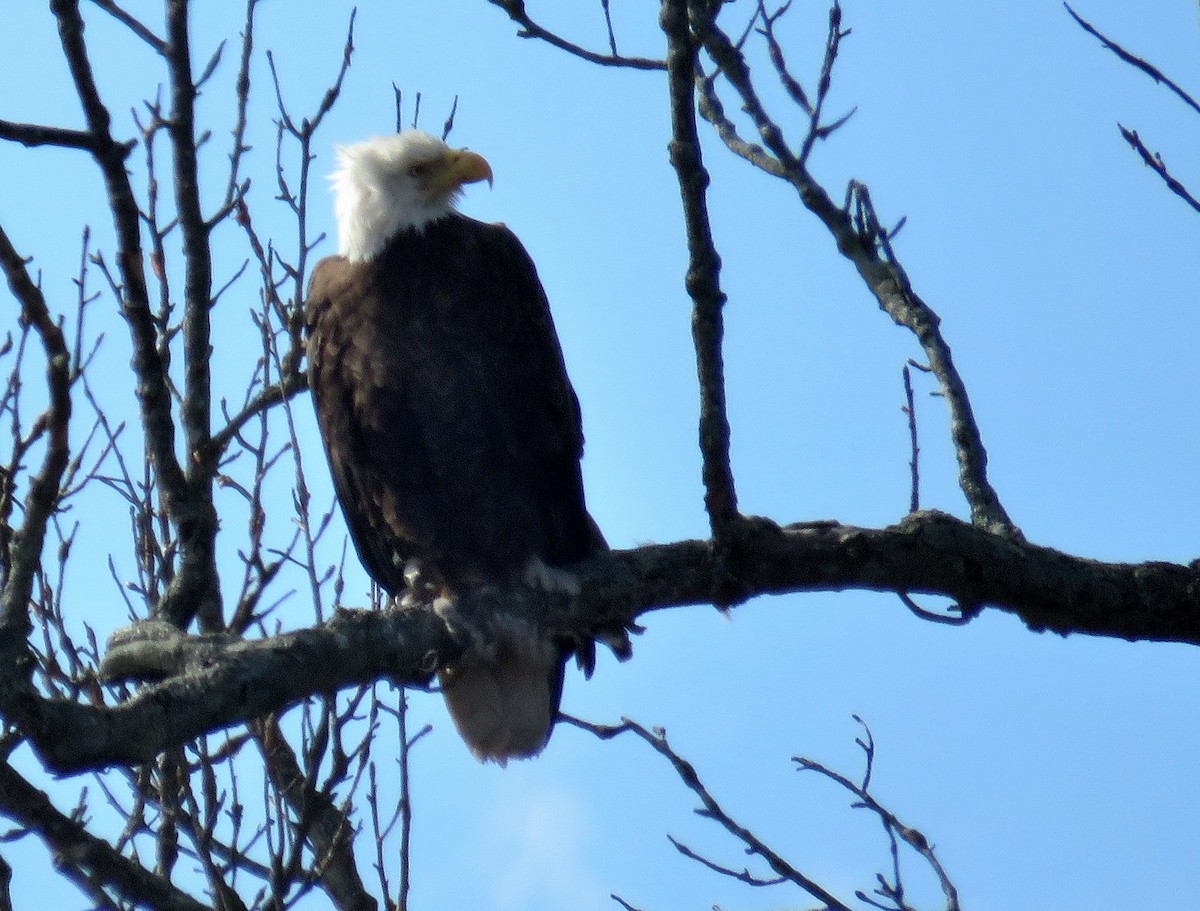 Weißkopf-Seeadler - ML541538631