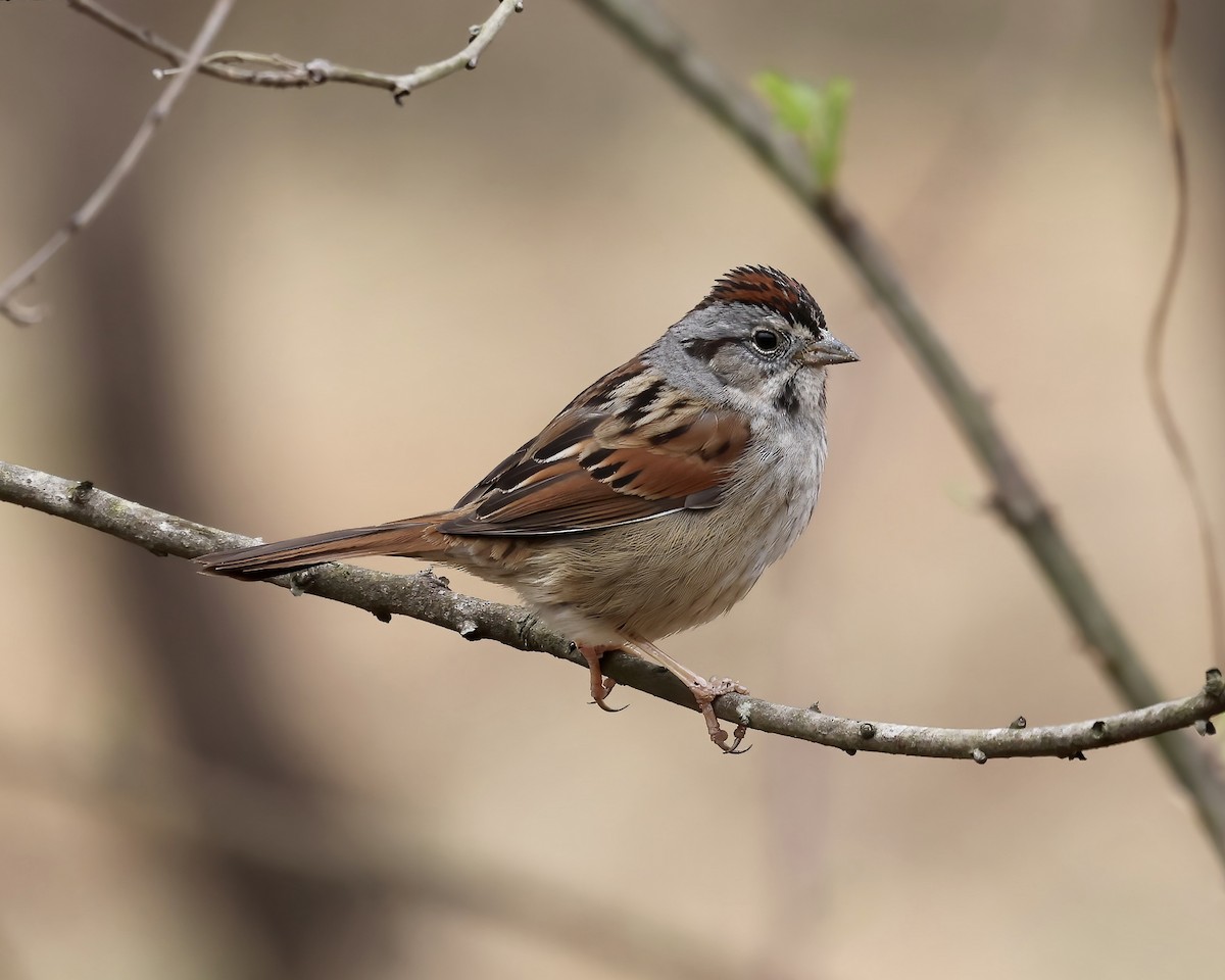 Swamp Sparrow - ML541539201