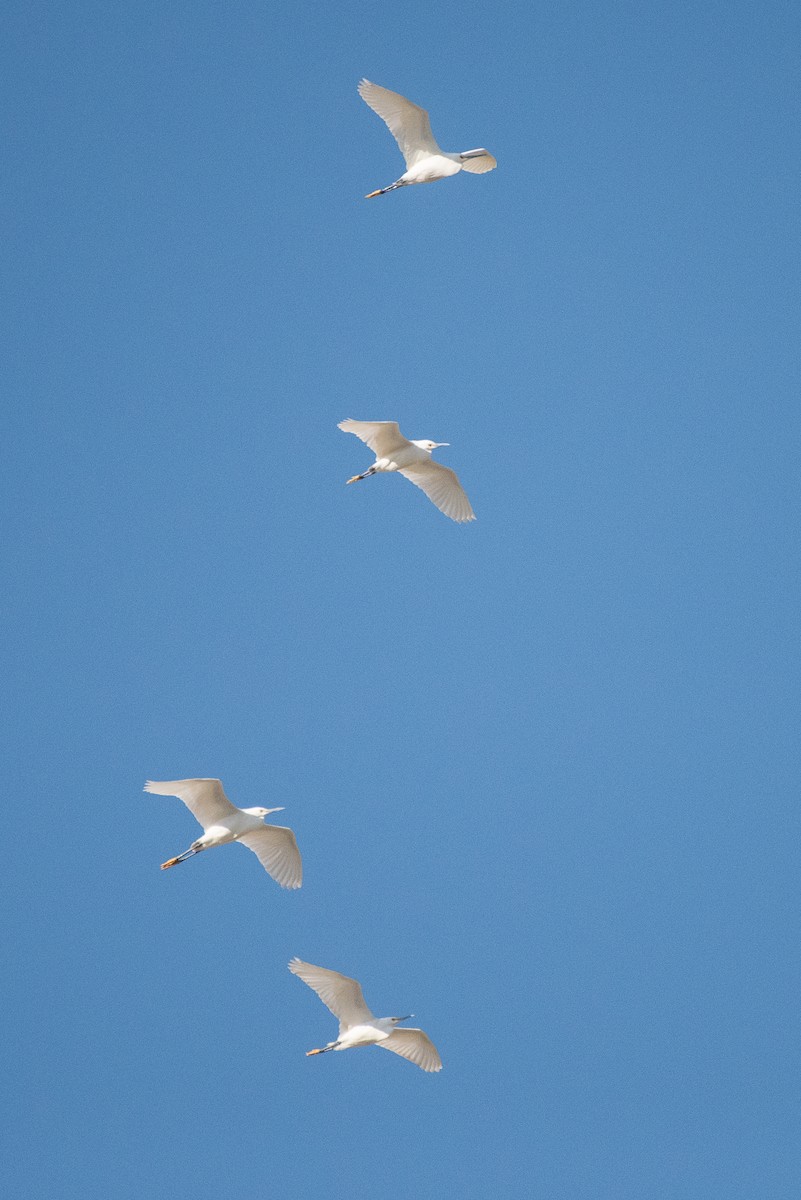 Snowy Egret - ML54153971