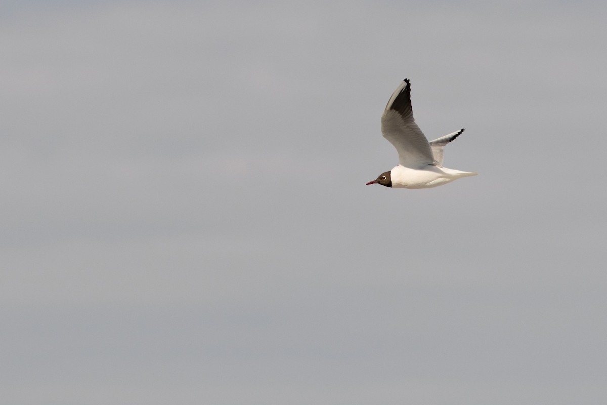 Black-headed Gull - ML54154051