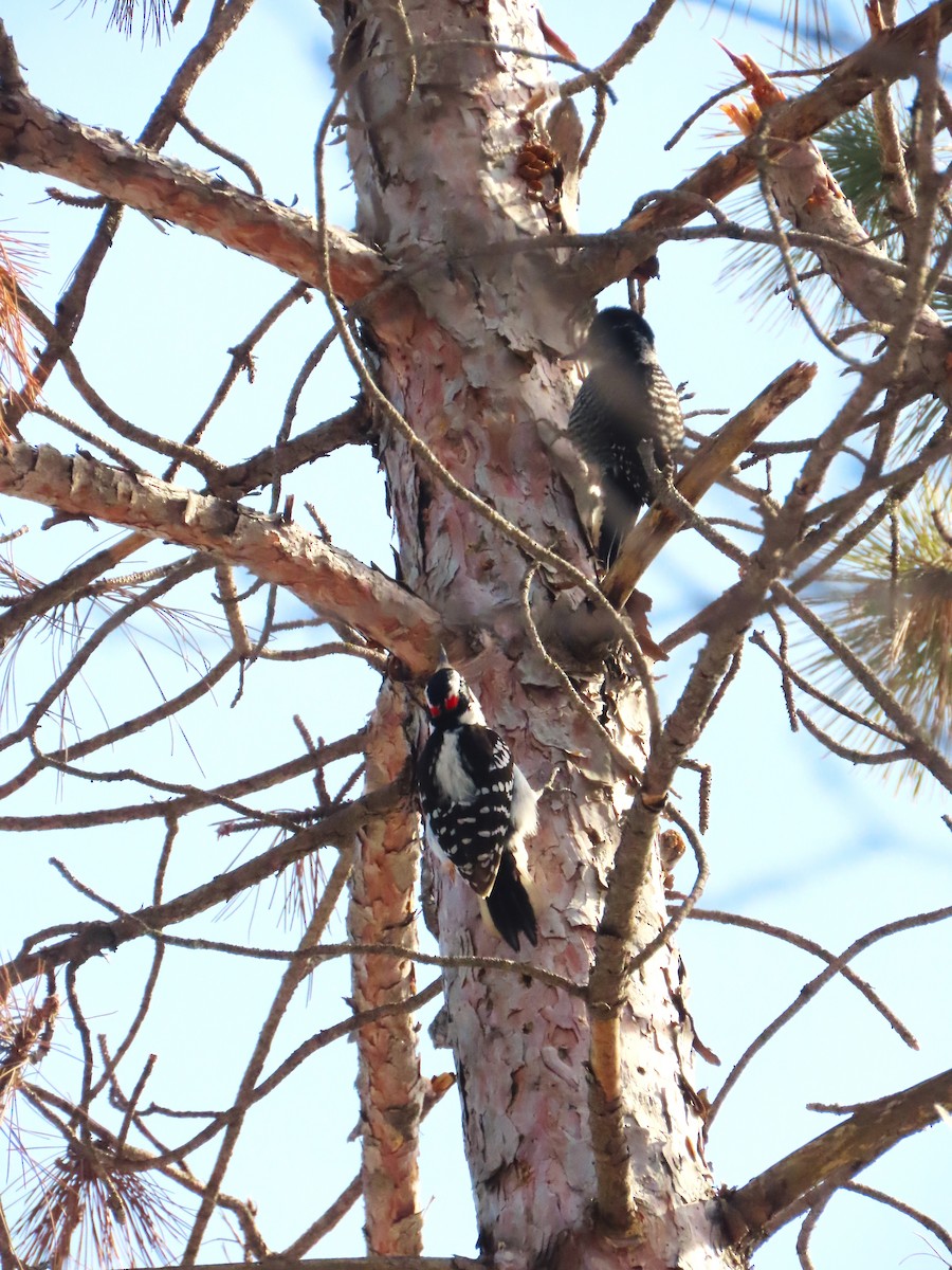 American Three-toed Woodpecker - ML541540521