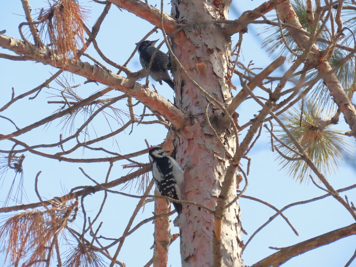 American Three-toed Woodpecker - ML541540531