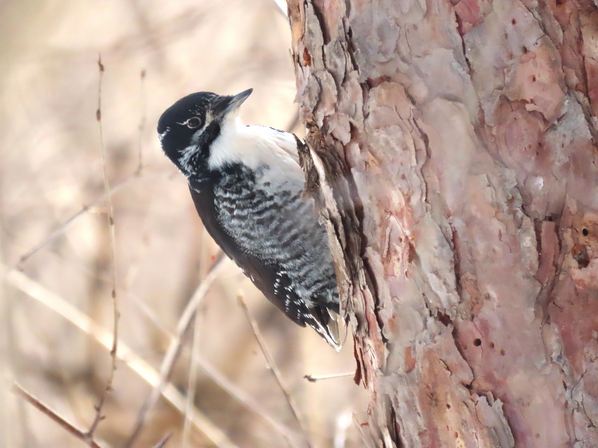 American Three-toed Woodpecker - ML541540541