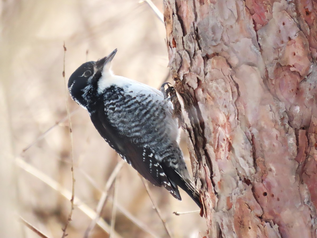 American Three-toed Woodpecker - ML541540551