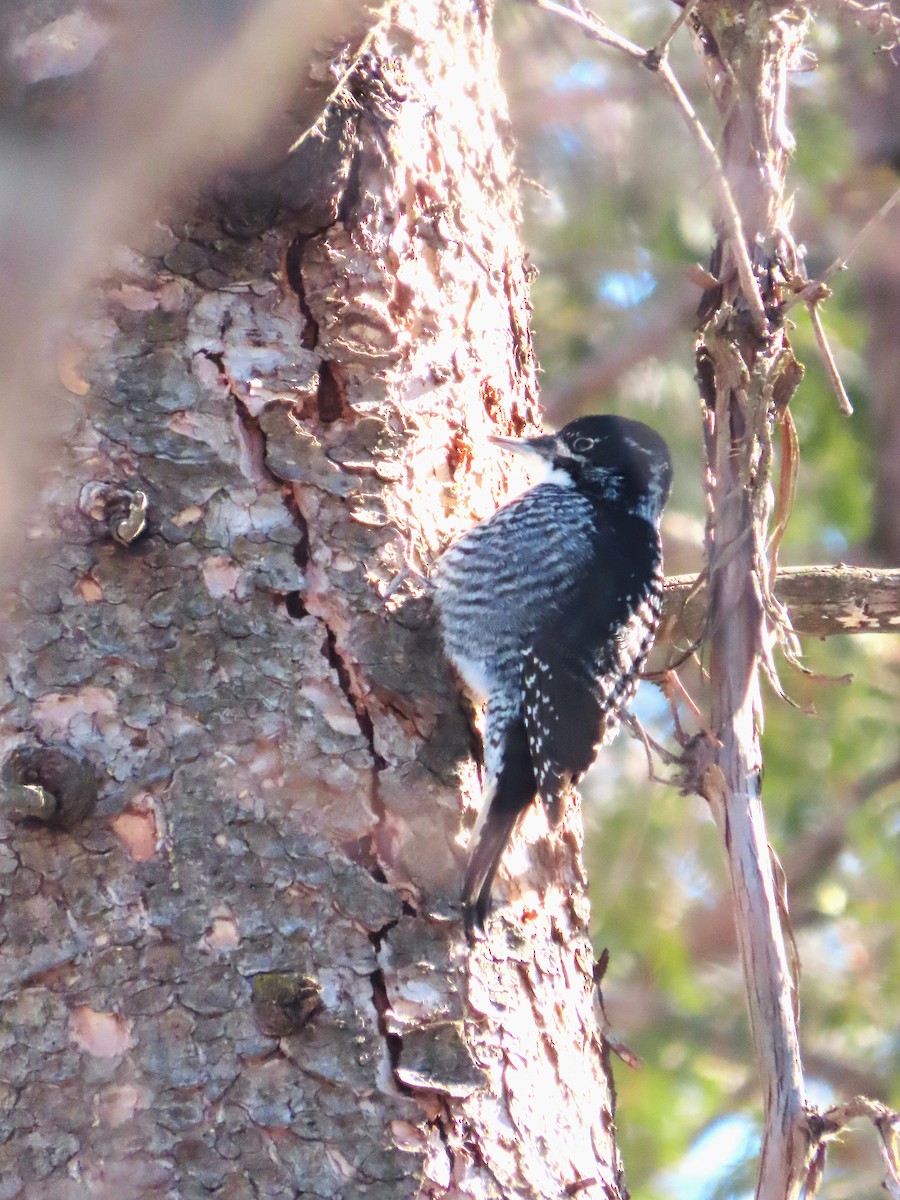 American Three-toed Woodpecker - ML541540561