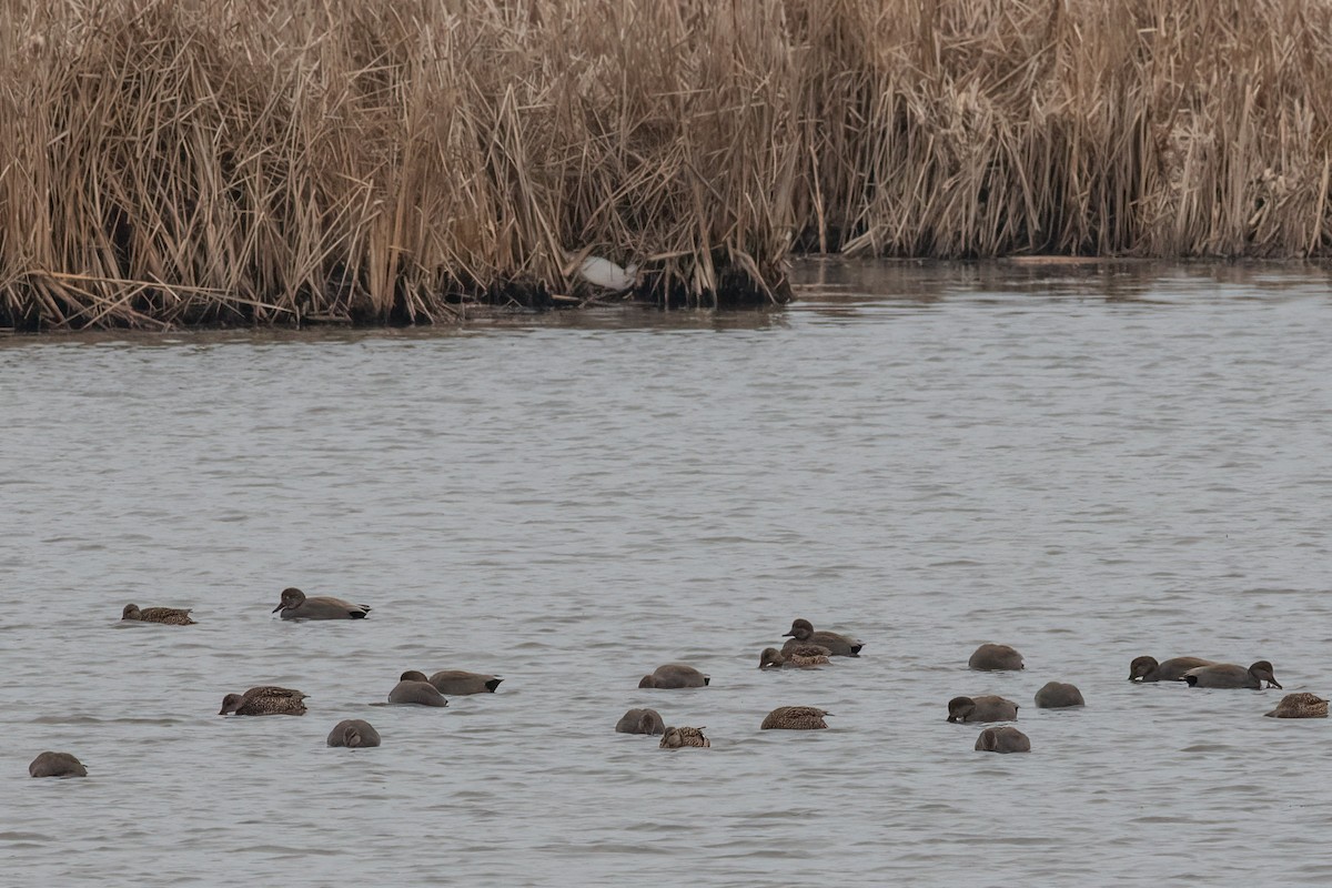 Gadwall - ML541541021