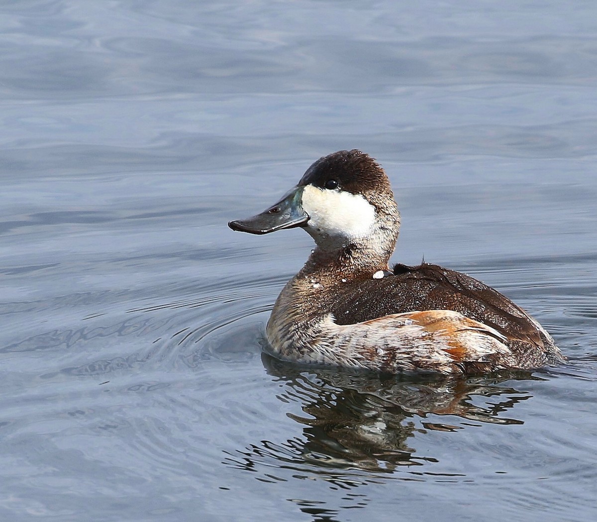 Ruddy Duck - ML541541681