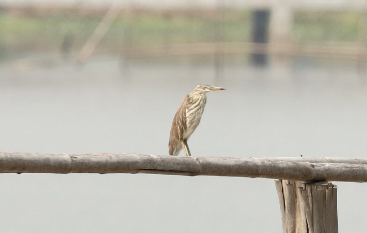 Chinese Pond-Heron - ML541542001