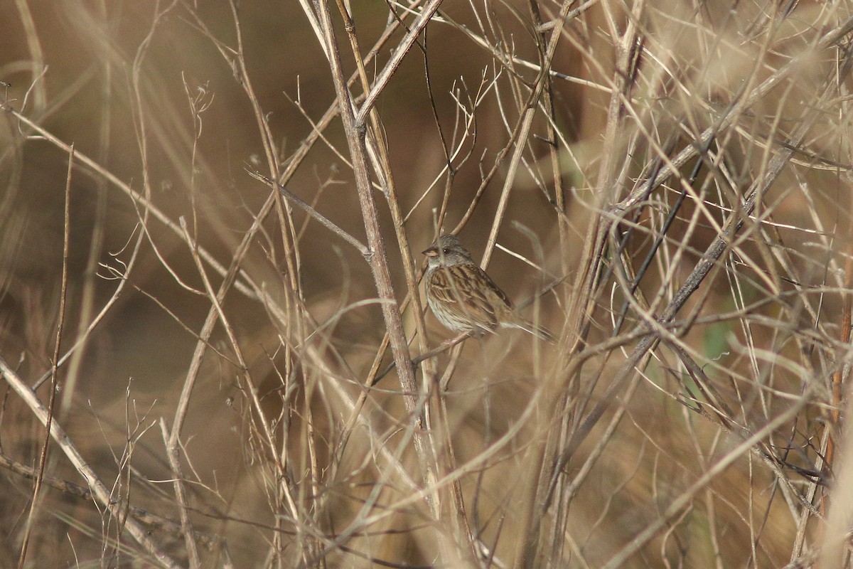 Escribano Enmascarado (spodocephala/sordida) - ML541542751