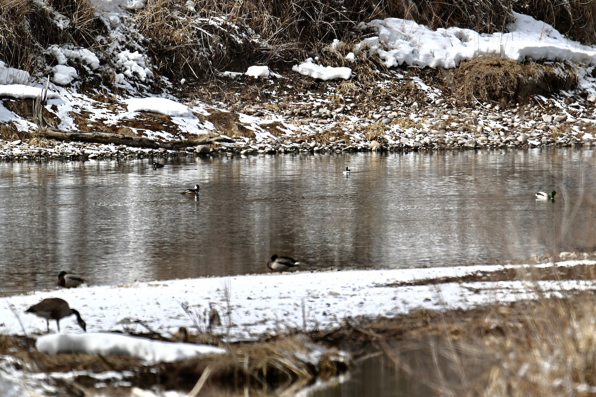 Hooded Merganser - ML541544581