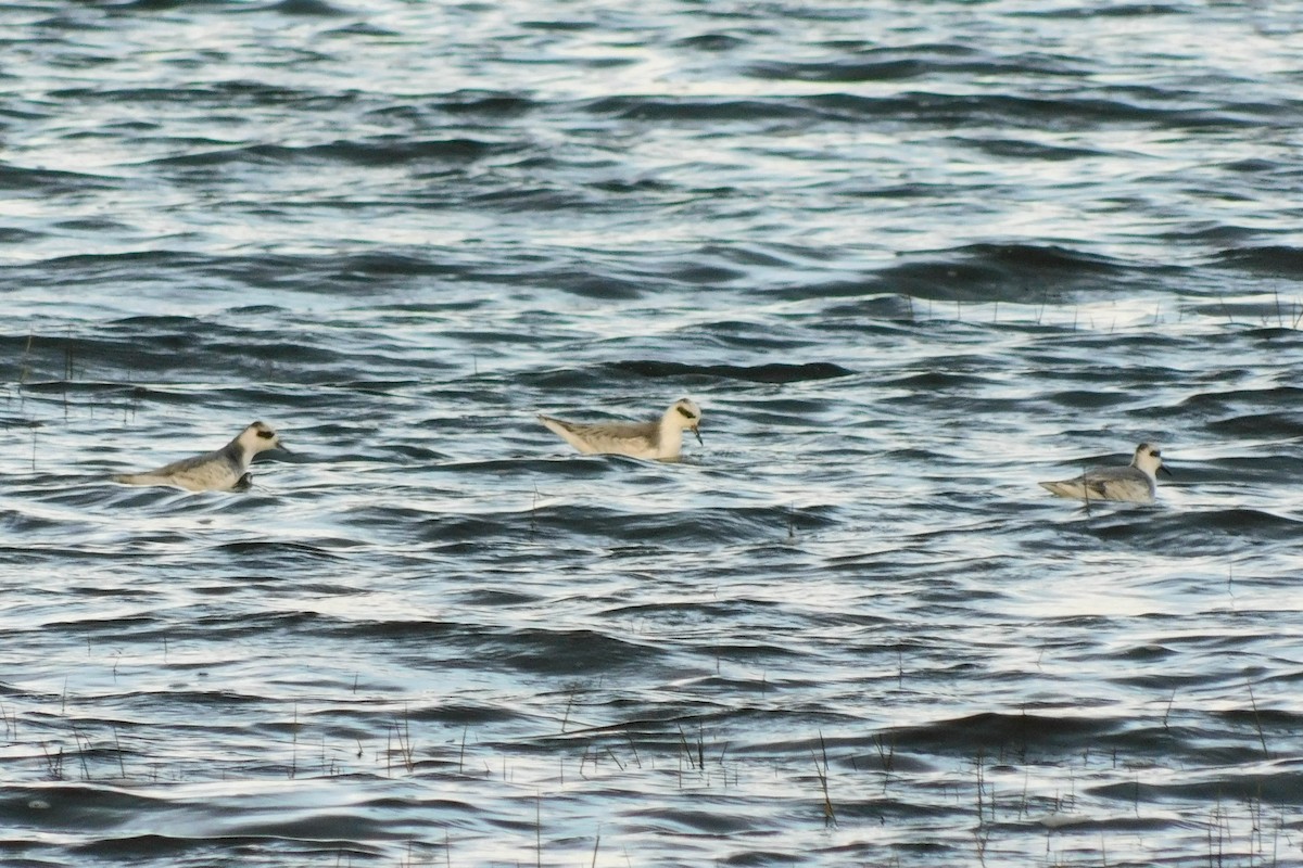 Red Phalarope - ML541546251