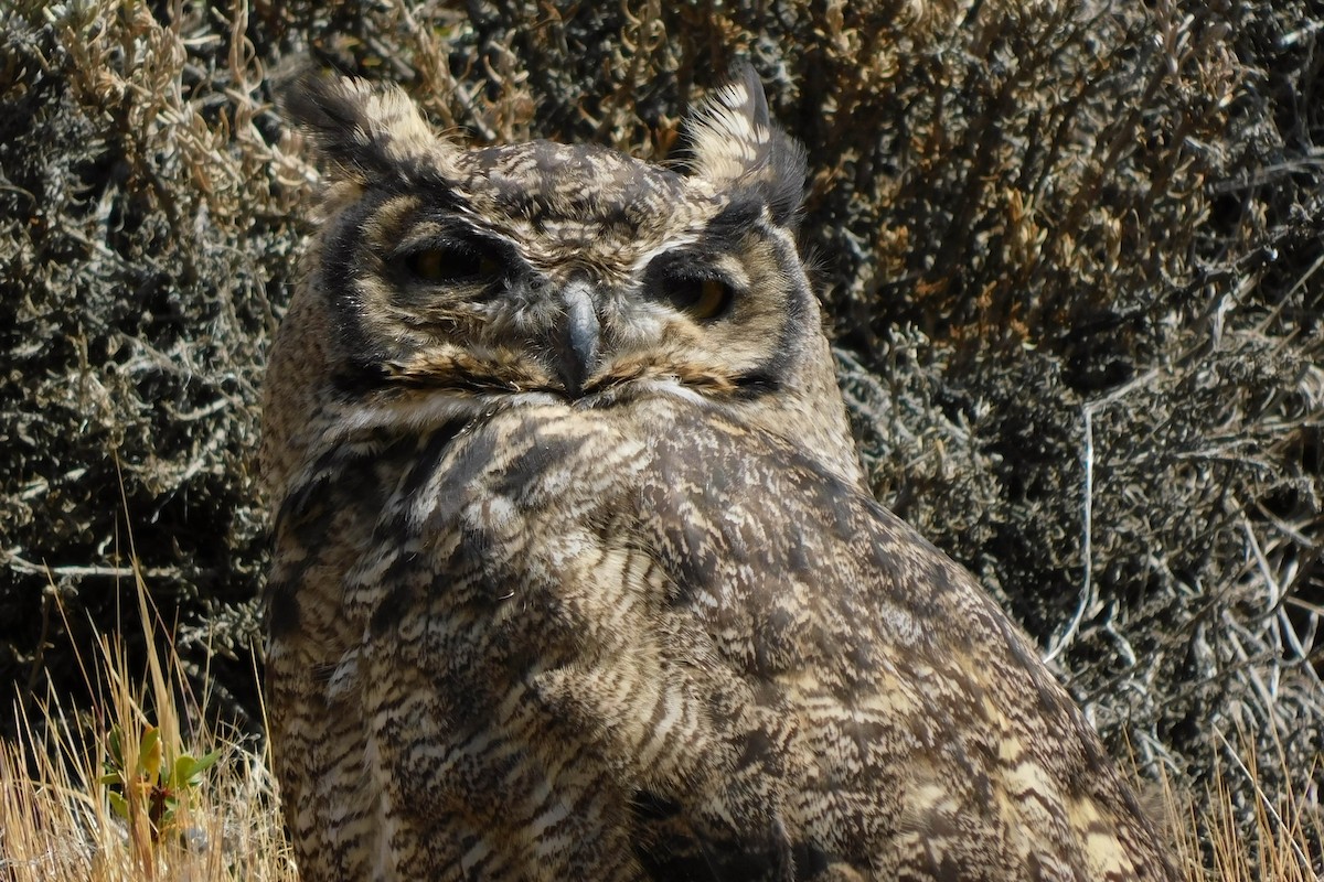 Lesser Horned Owl - ML541546921