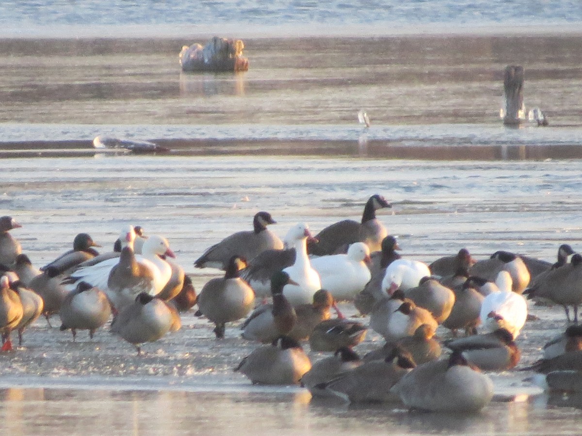 Ross's Goose - ML54154701