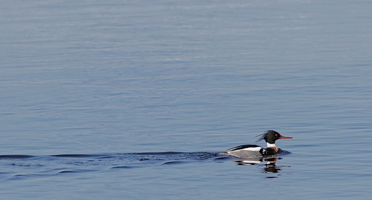 Red-breasted Merganser - Geoff Smith