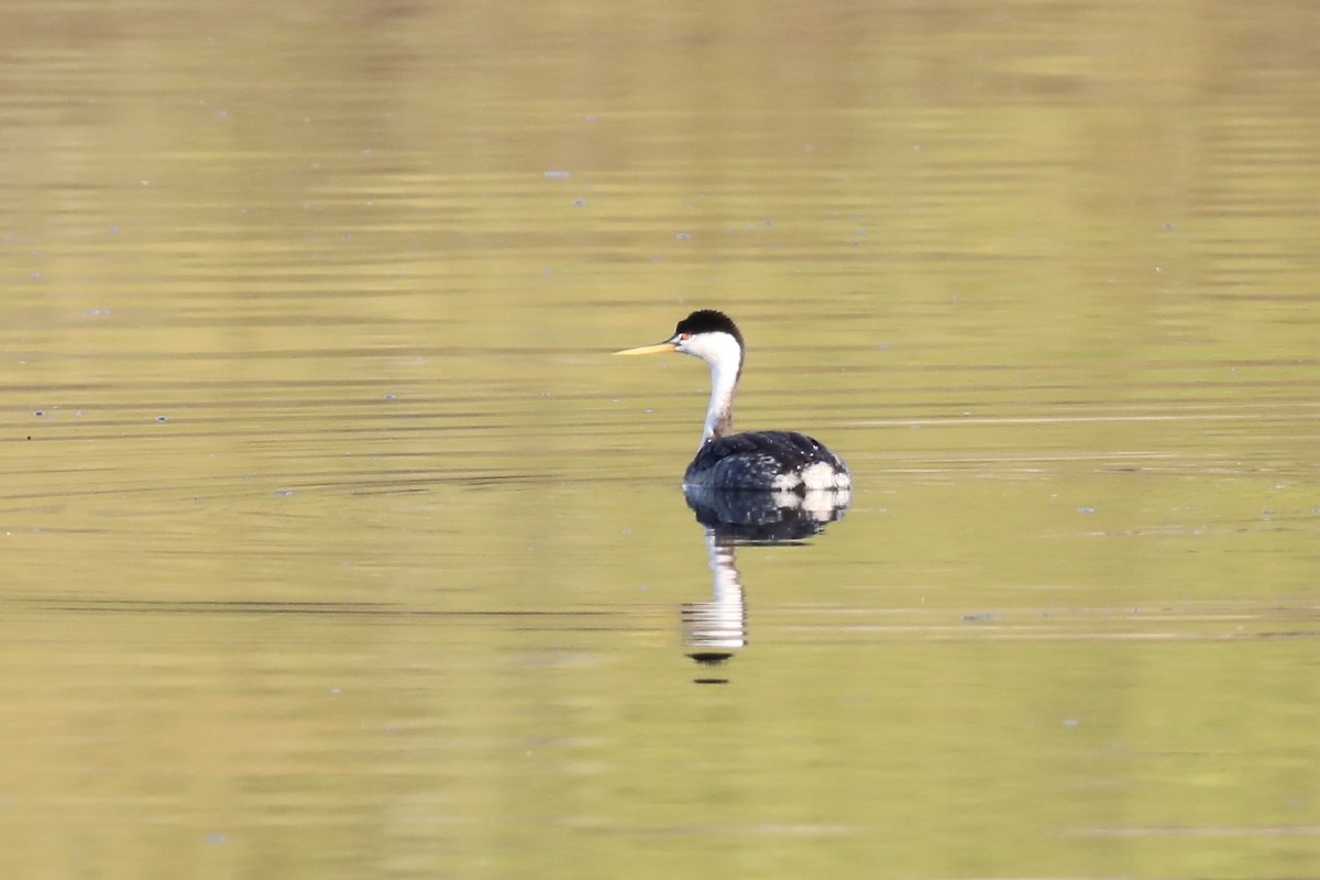 Clark's Grebe - ML541548511